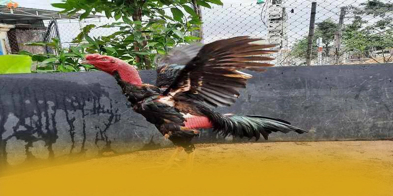 Nhận xét từ cộng đồng người chơi về W88 Nhận xét từ cộng đồng người chơi về W88