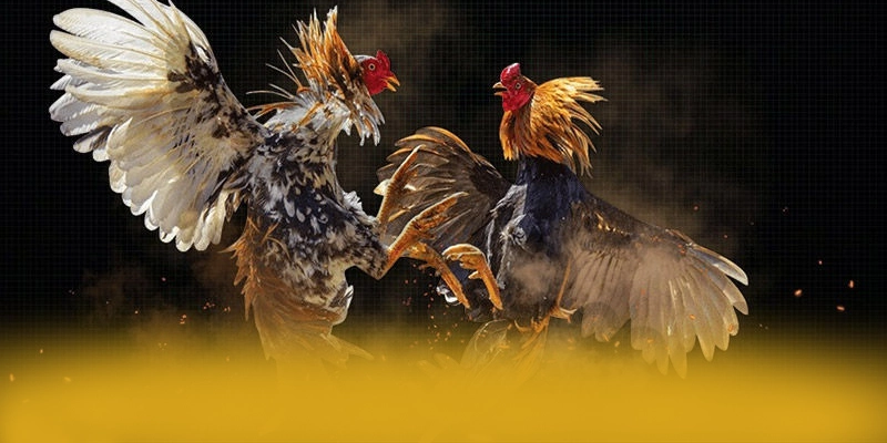 So sánh của SUNWIN trong cùng phân khúc So sánh của SUNWIN trong cùng phân khúc
